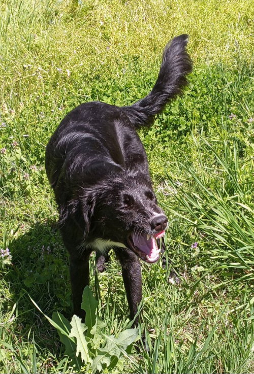 BUDDAH - Border Collie available for adoption