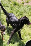 adoptable Dog in harrison, AR named Buddah