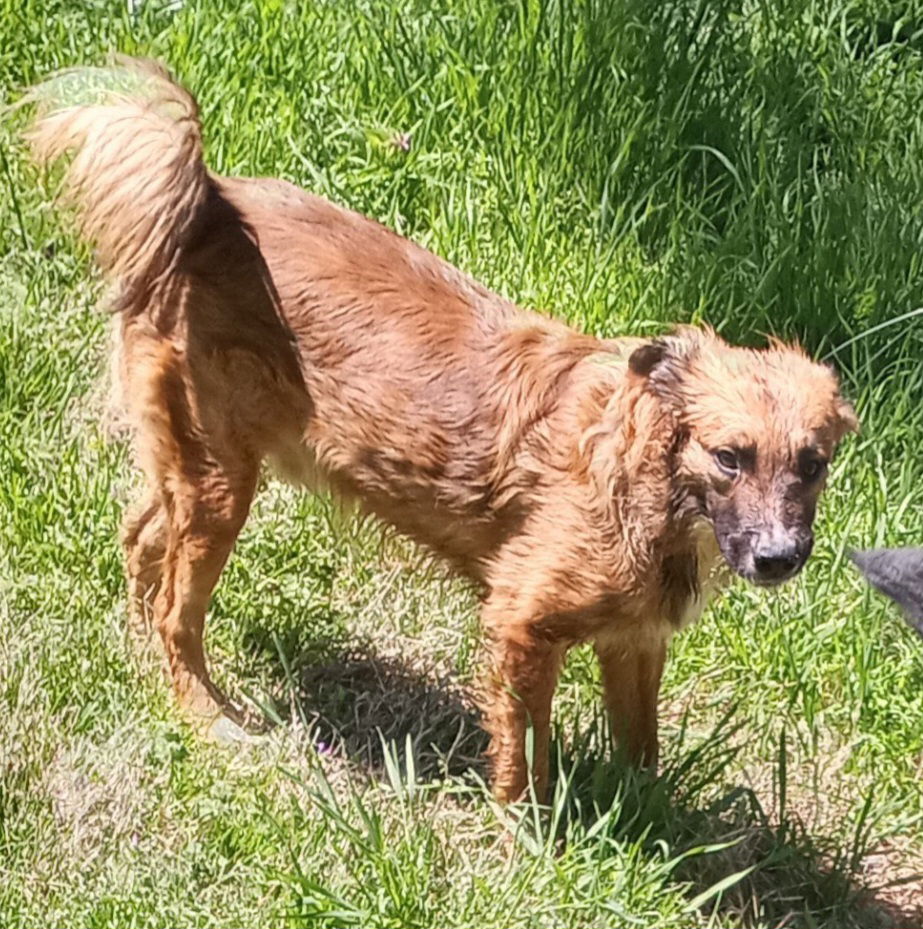 adoptable Dog in Harrison, AR named Pare'