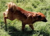 Pare' - Photo 3