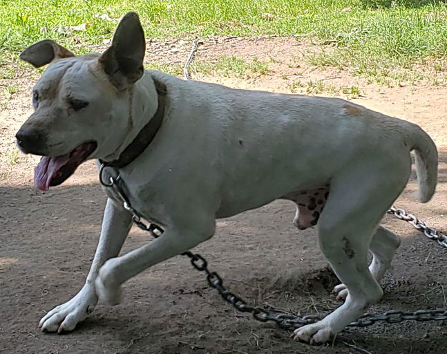 adoptable Dog in Harrison, AR named Vinny