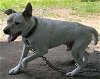 adoptable Dog in harrison, AR named Vinny