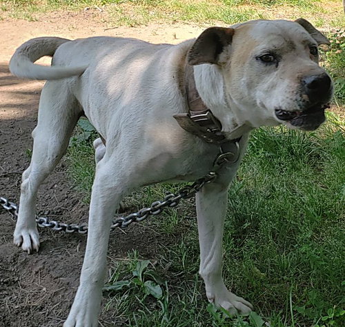 VINNY - American Staffordshire Terrier available for adoption
