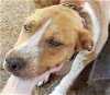 adoptable Dog in harrison, AR named Sweetie