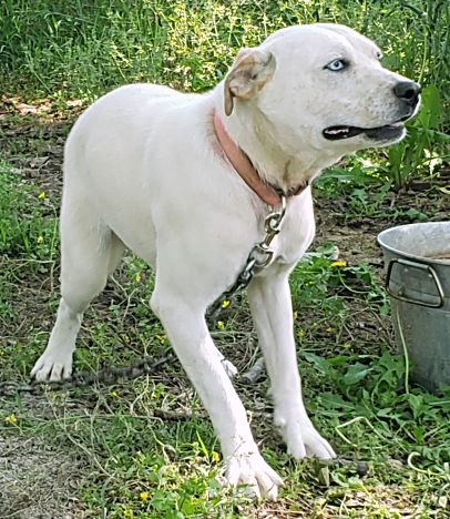 adoptable Dog in Harrison, AR named Sugar