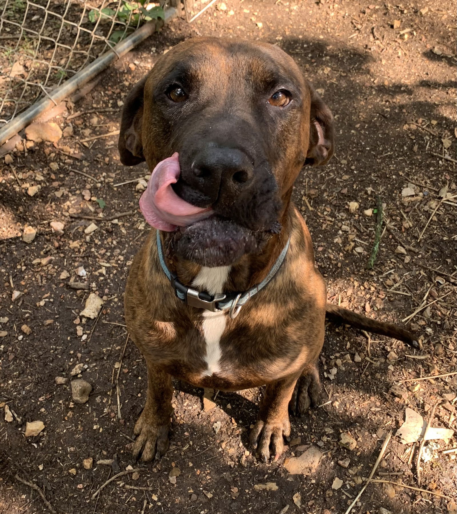 Dog for Adoption - Roman & Todd, a Mastiff in Boone County, AR | Alpha Paw