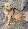 adoptable Dog in harrison, AR named EJ