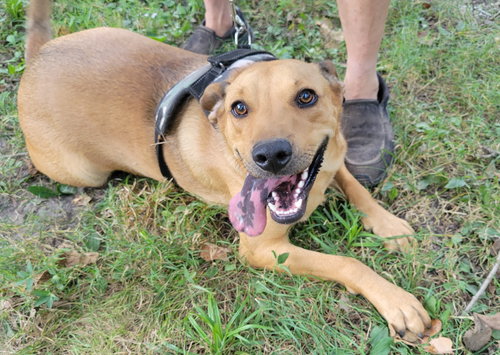 EJ - Redbone Coonhound available for adoption