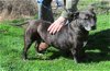 adoptable Dog in harrison, AR named Zeus