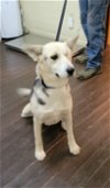 adoptable Dog in harrison, ar, AR named Gracie Brown