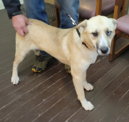 GEORGIA BROWN - German Shepherd Dog available for adoption