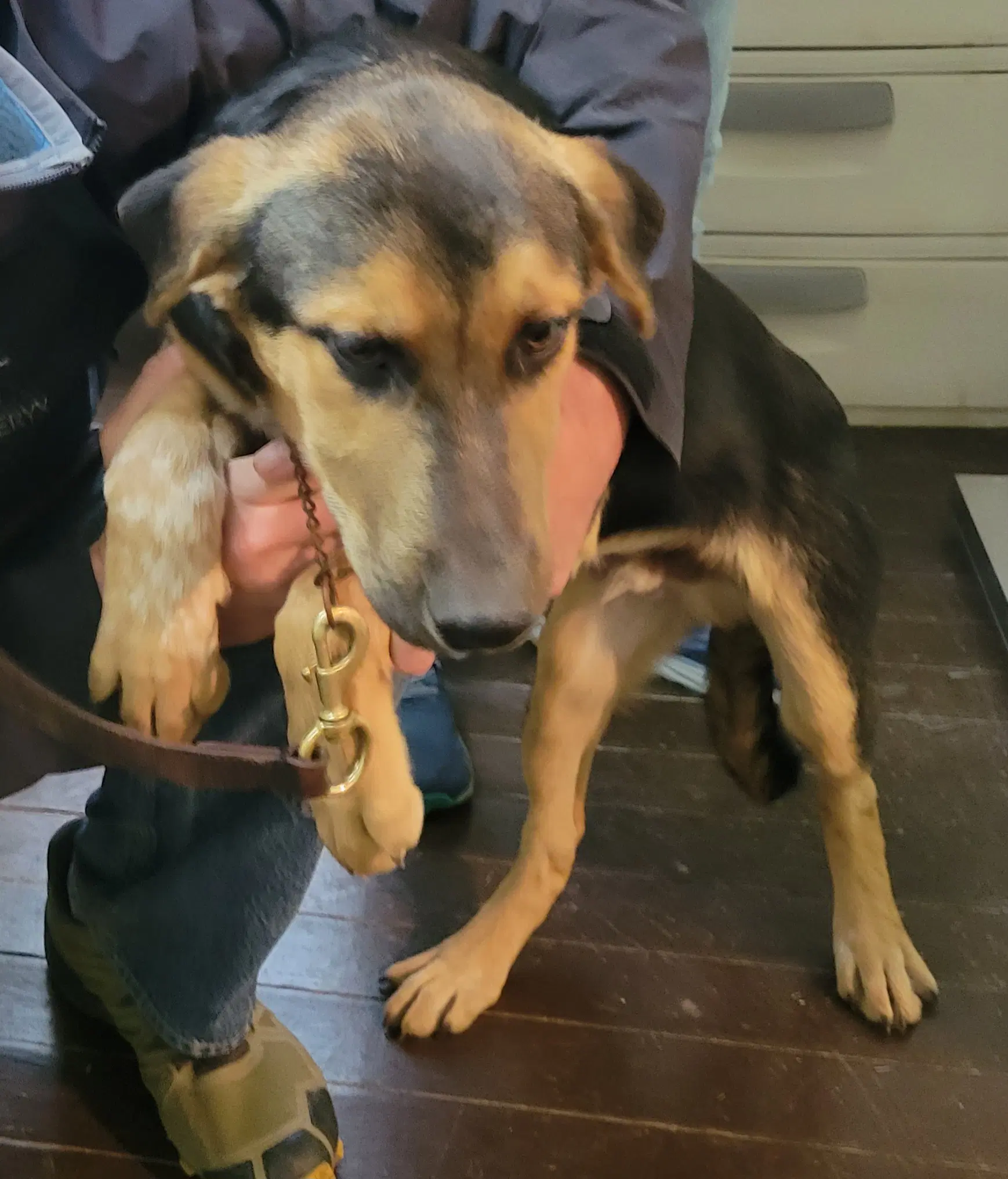 Harry Brown - German Shepherd Dog