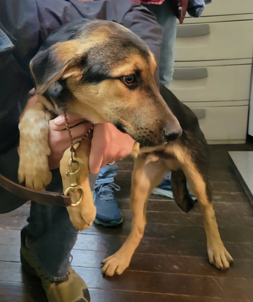 HARRY BROWN - German Shepherd Dog / Labrador Retriever available for adoption
