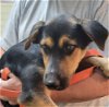 adoptable Dog in , AR named Thomas Brown