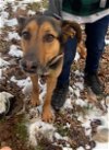 adoptable Dog in harrison, AR named Bear Reed