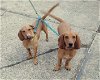 adoptable Dog in harrison, ar, AR named Koda & Kylo