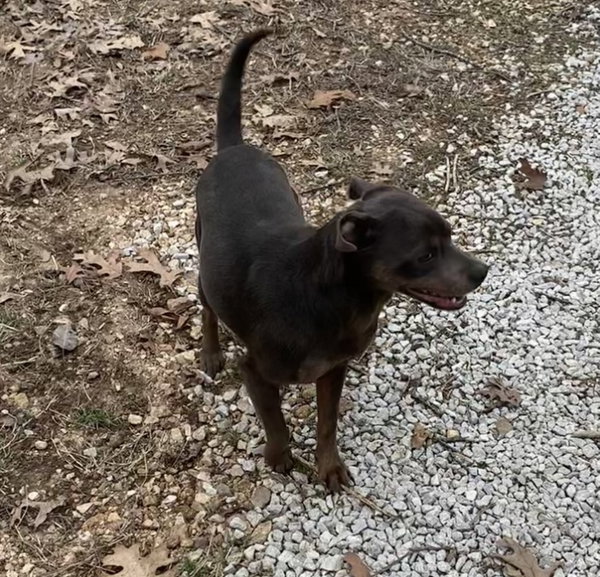 Rolo