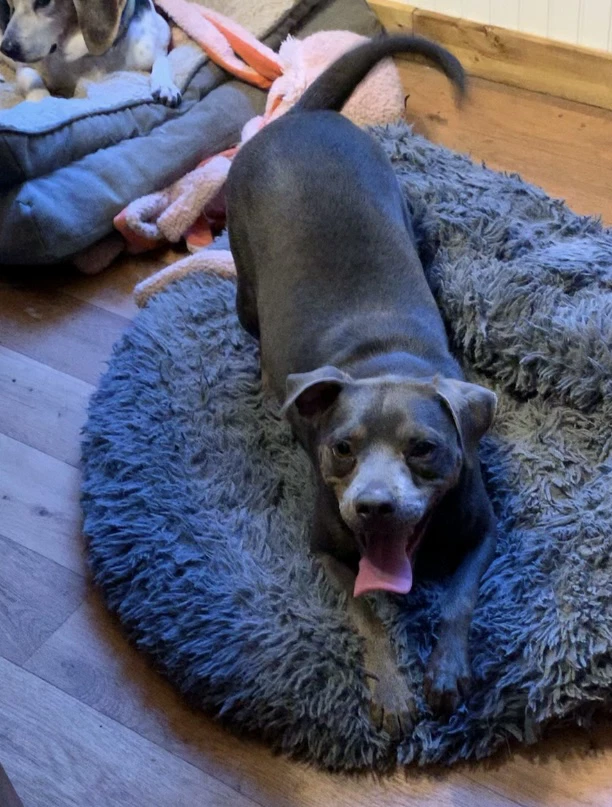 Rolo