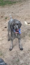 adoptable Dog in harrison, ar, AR named Gunner Elliott