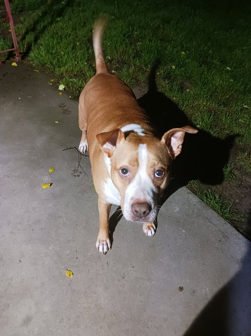 KARL - Staffordshire Bull Terrier available for adoption