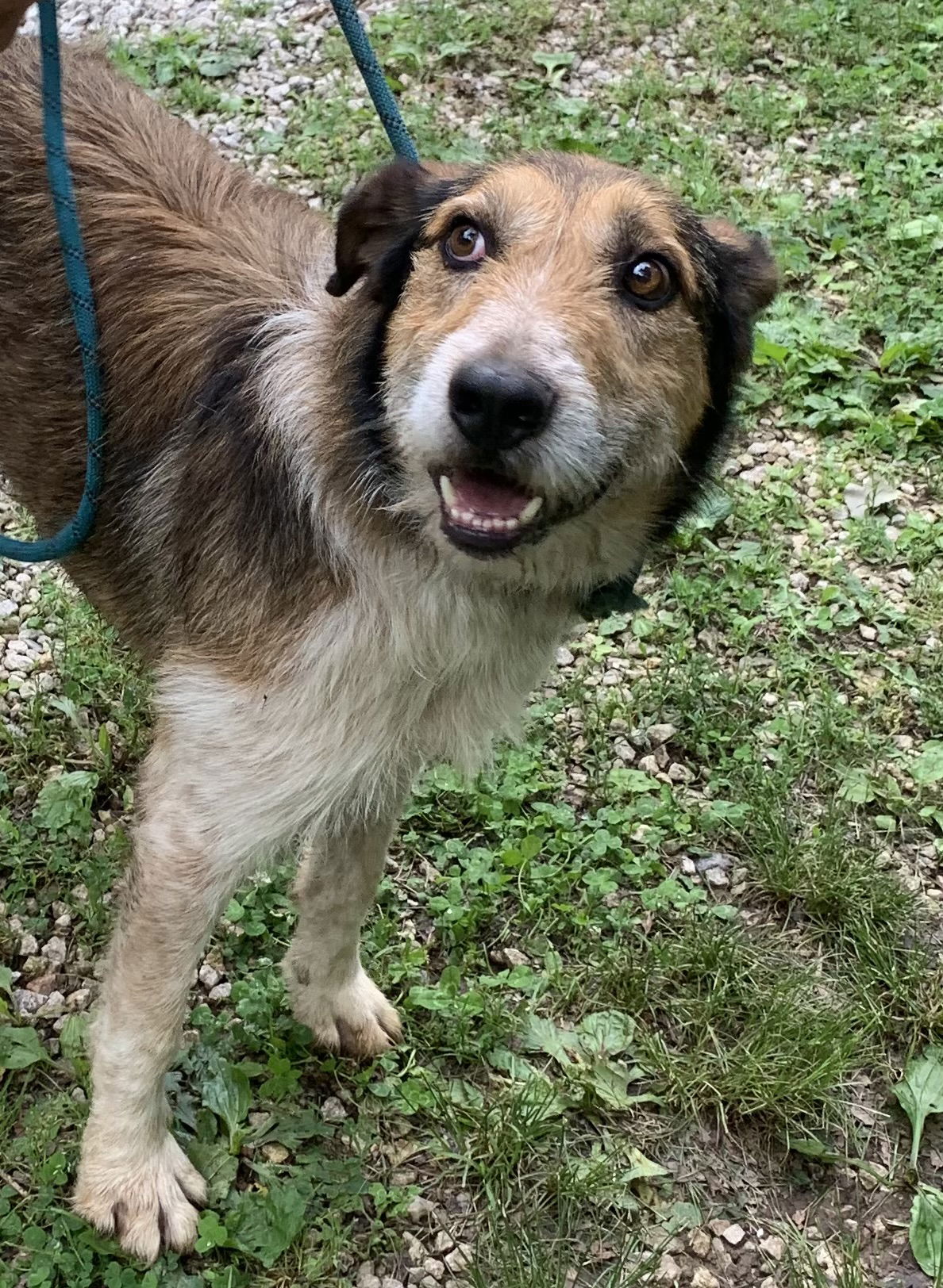 adoptable Dog in Harrison, AR named Roy