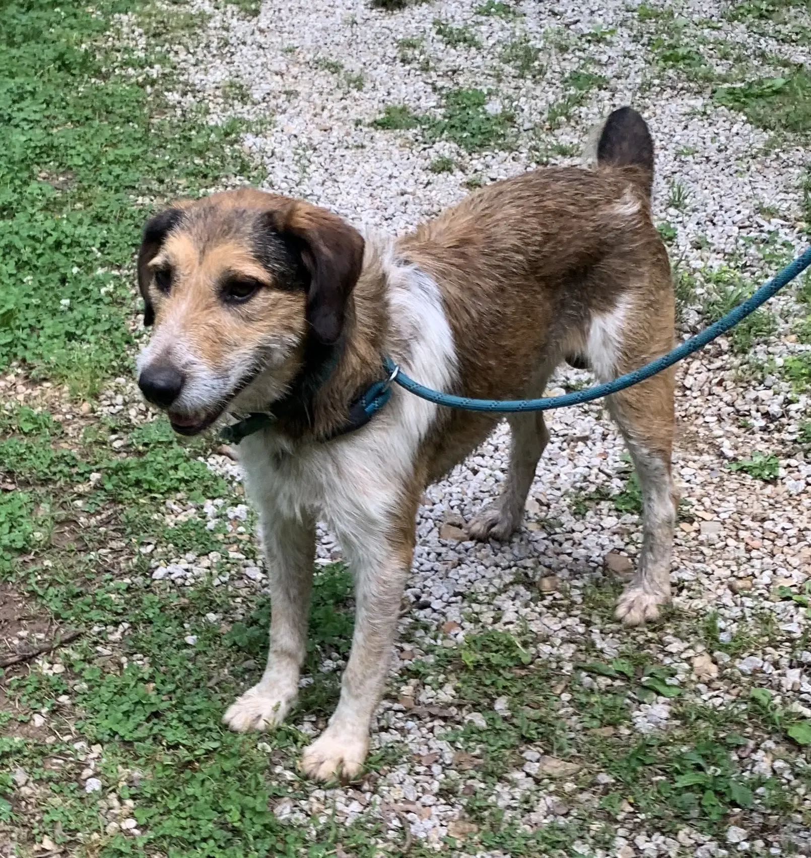 Roy Rogers - Red Heeler