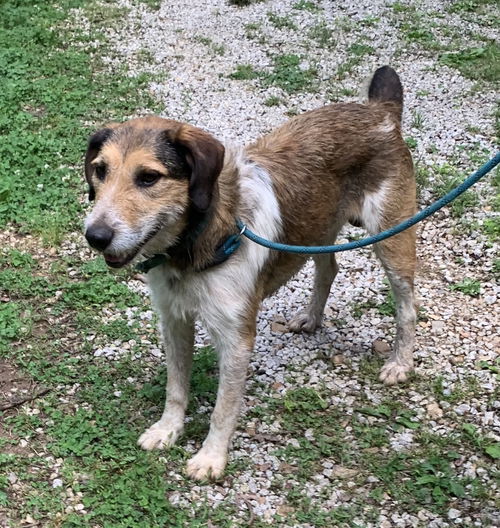 picture of the dog needing adoption