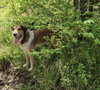 Roy Rogers - Photo 3