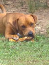 Rose - Photo 3