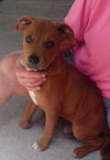 adoptable Dog in , AR named Rose