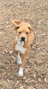 adoptable Dog in  named Jack