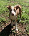 adoptable Dog in , AR named Jana