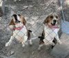 adoptable Dog in , AR named Cricket and Tilley