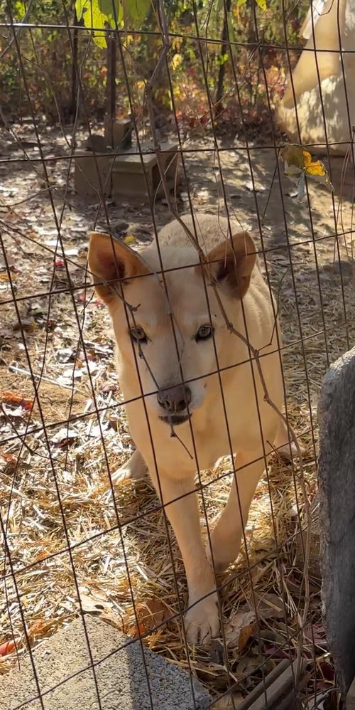 DAKOTA - German Shepherd Dog / Red Heeler available for adoption
