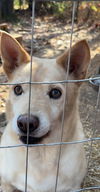 adoptable Dog in harrison, AR named Dakota
