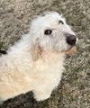 adoptable Dog in harrison, AR named Charlie