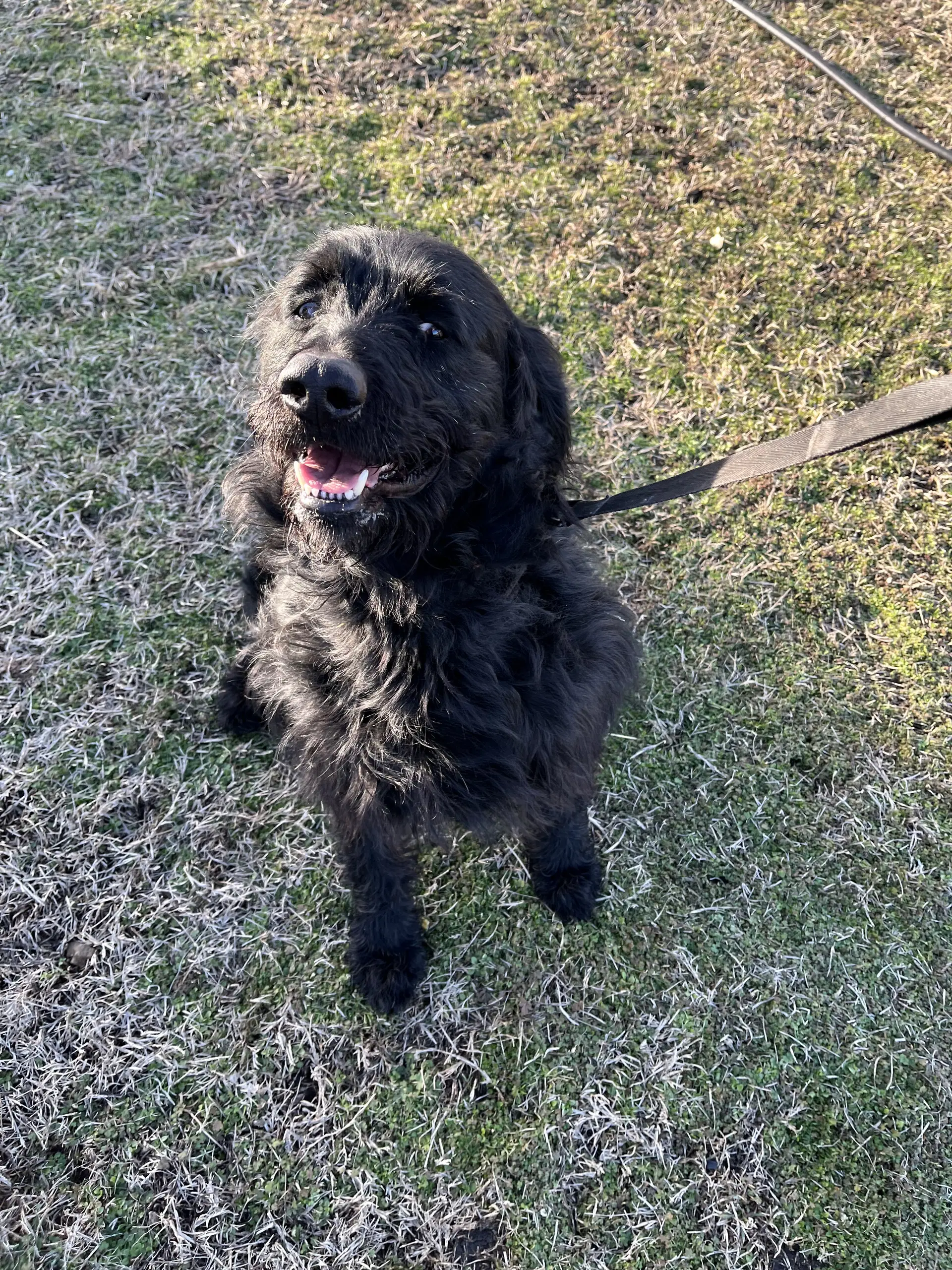 Milo - Labrador Retriever
