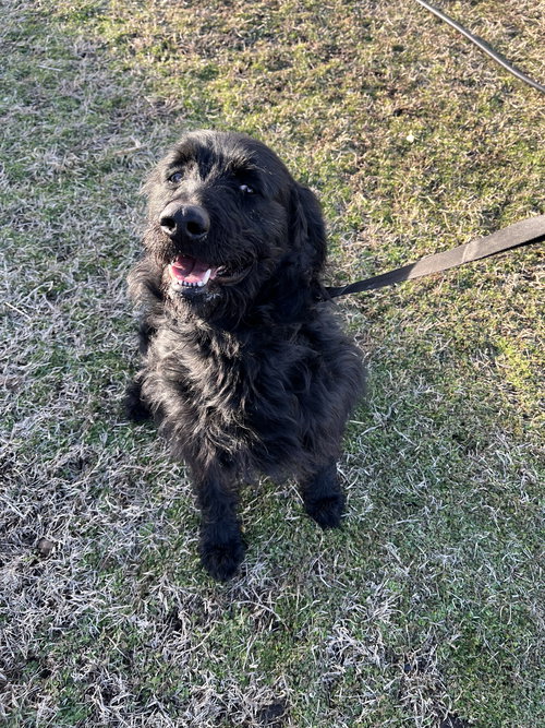 picture of the dog needing adoption