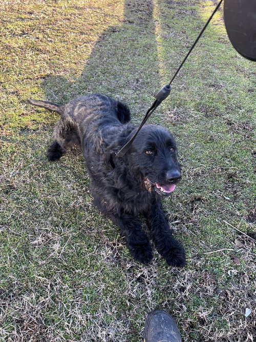 MILO - Labrador Retriever / Poodle (Standard) available for adoption