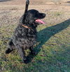 Milo - Photo 3