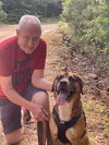 adoptable Dog in harrison, AR named Scout