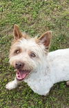 adoptable Dog in harrison, AR named Scrappy