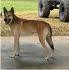 adoptable Dog in harrison, AR named Diego