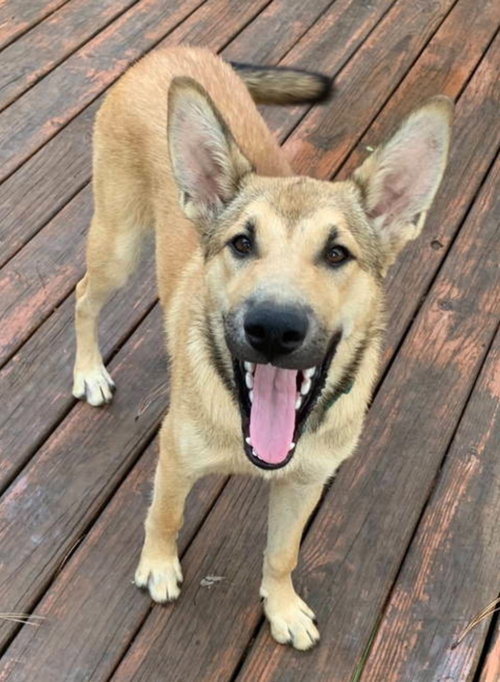 DIEGO - Belgian Shepherd Malinois available for adoption
