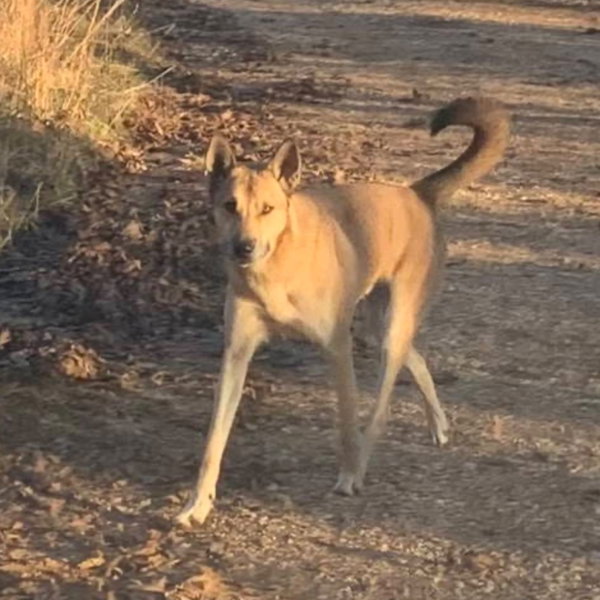 Diego