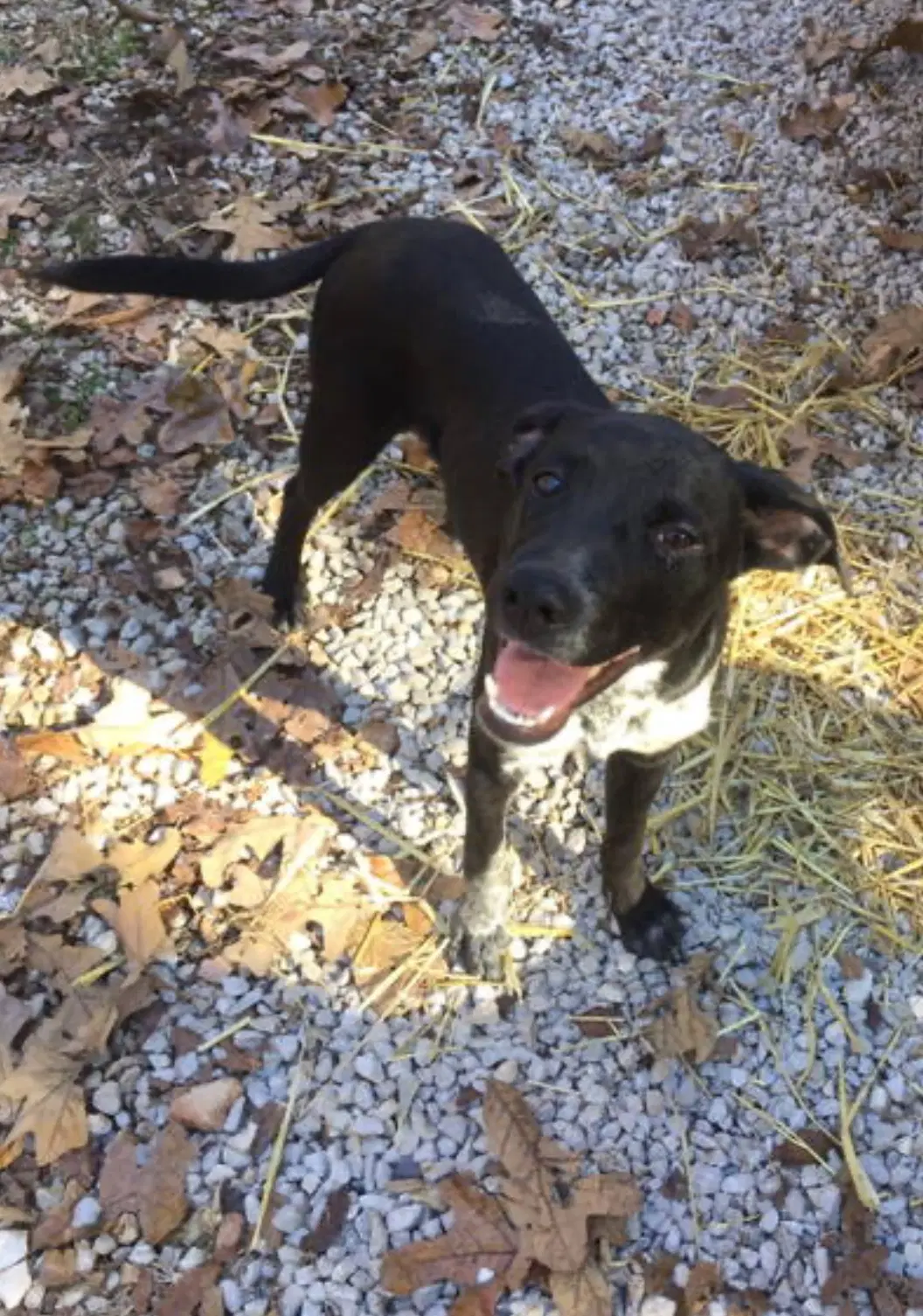 Buford - Cattle Dog