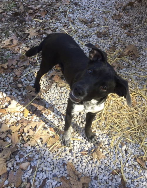 BUFORD - Cattle Dog available for adoption