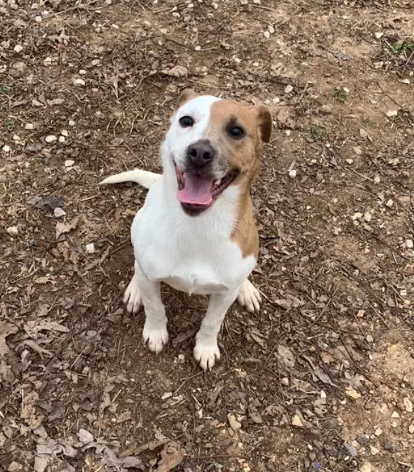 Colleen - Terrier
