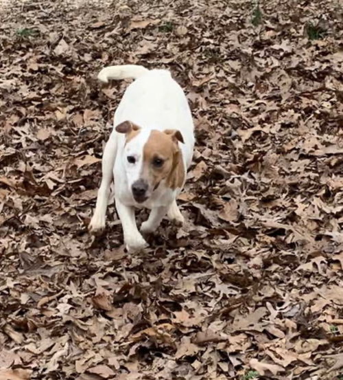 COLLEEN - Terrier available for adoption