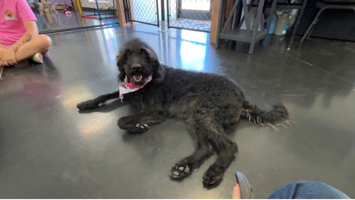 adoptable Dog in Harrison, AR named Abby